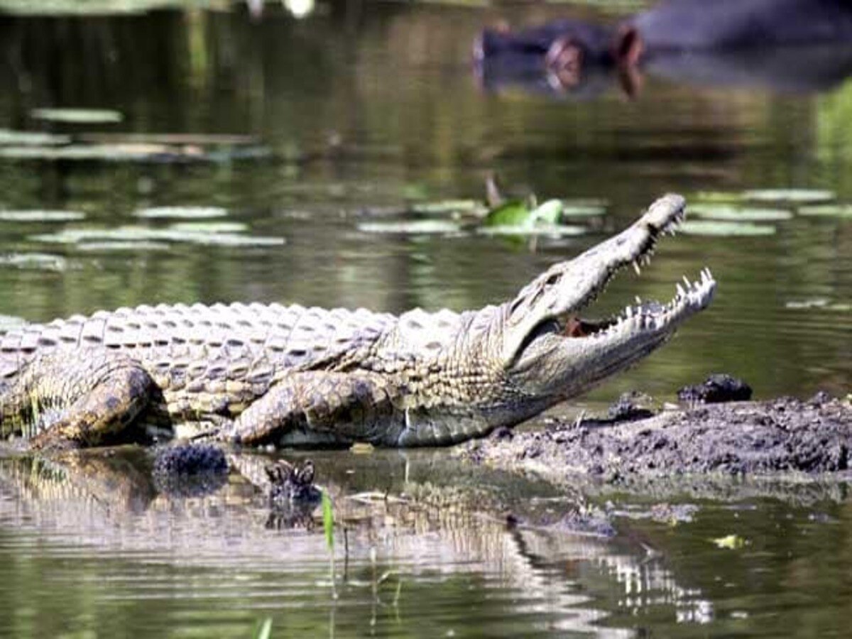  Kendrapara Crocodile Attack:  ଗାଁ ଭିତରୁ ମହିଳାଙ୍କୁ ଟାଣି ନେଲା କୁମ୍ଭୀର, ଦିନକୁ ଦିନ ବଢିଚାଲିଛି ଆକ୍ରମଣ