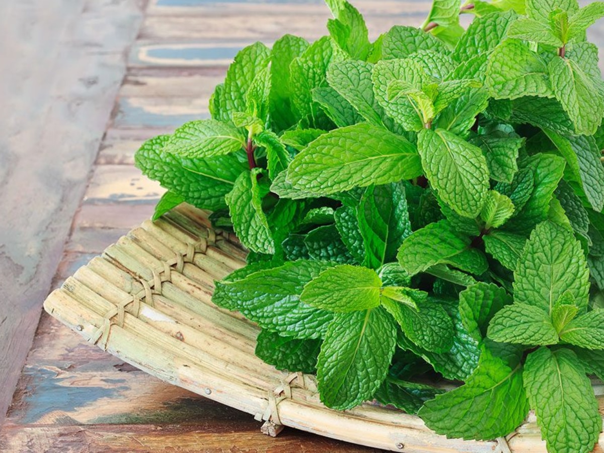 Benefits of Pudina pimple ko kam krta hai pudina Mint Leaves Benefits