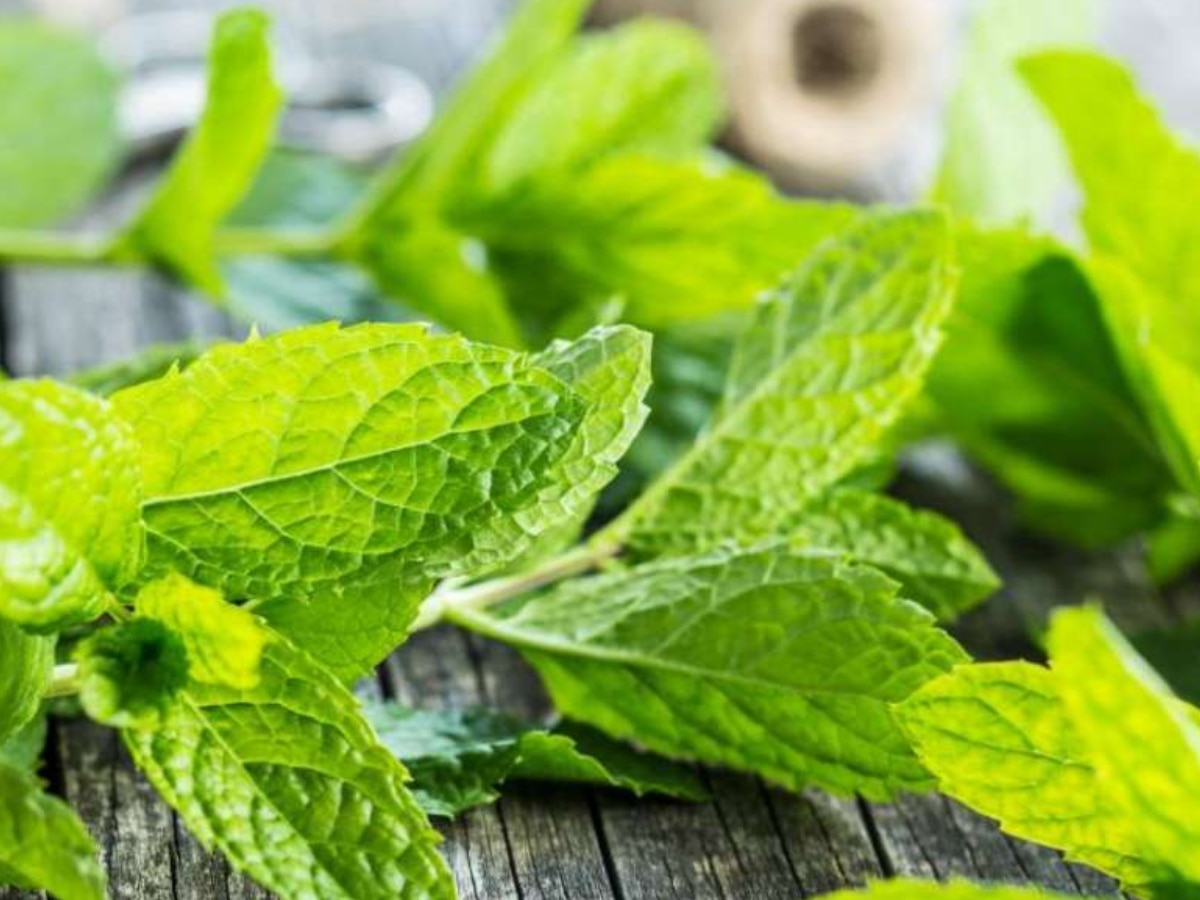 Benefits of Pudina pimple ko kam krta hai pudina Mint Leaves Benefits