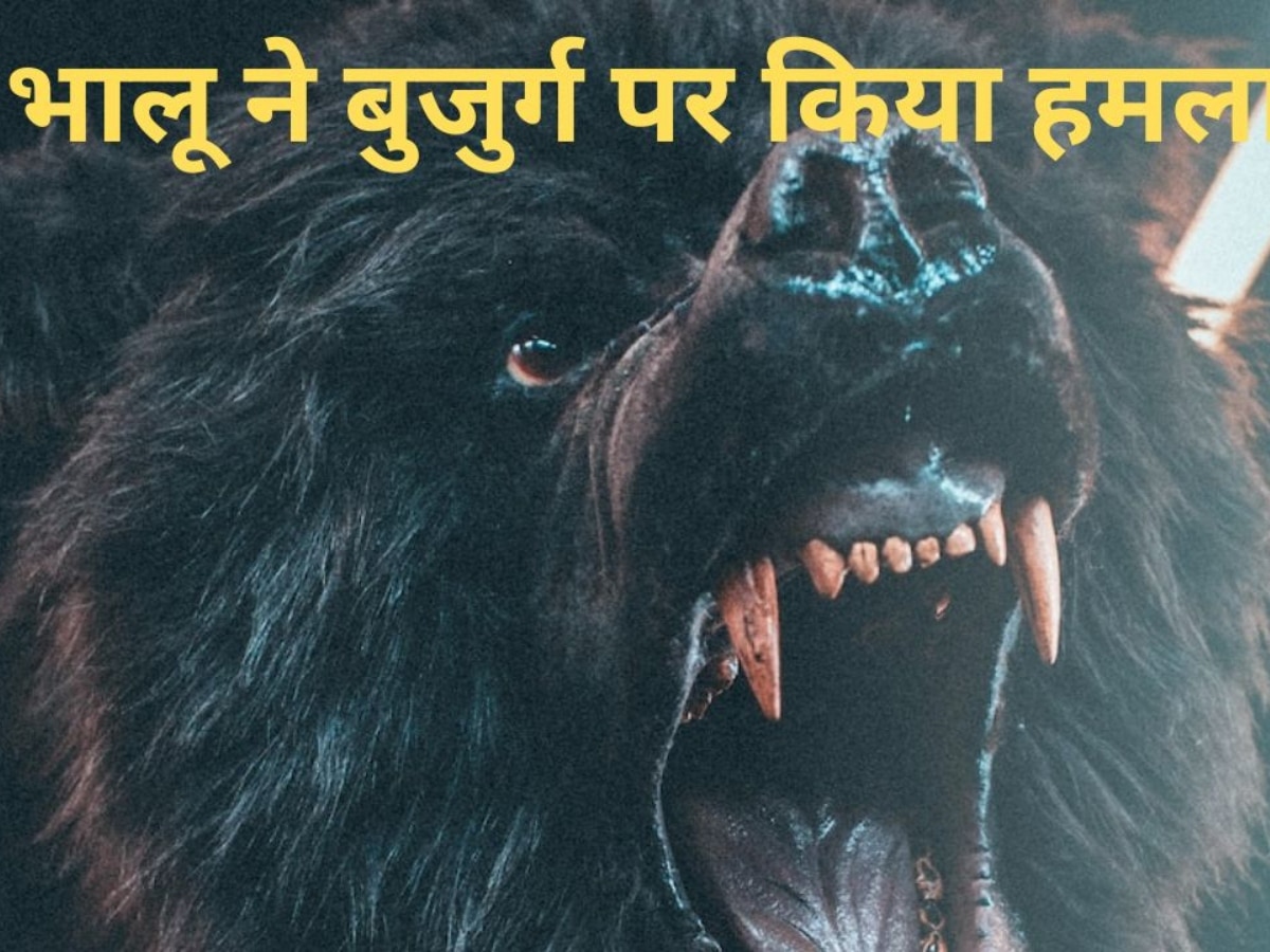 Bear Attack: भालू ने निकाल ली आंख, फिर भी लड़ता रहा बुजुर्ग, घायल होकर 2 किमी चला और फिर...