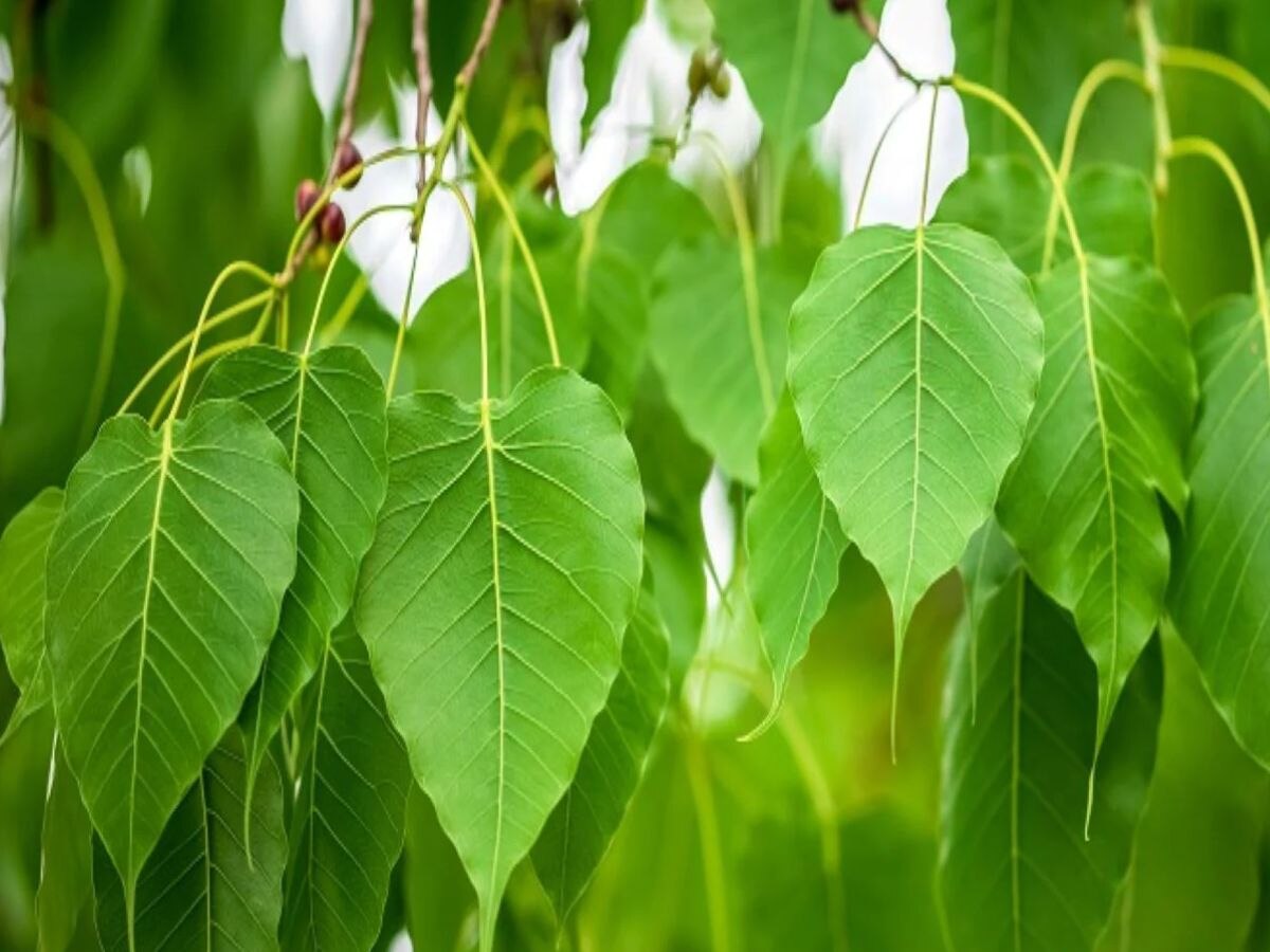 Astro Tips Which tree should be worshiped on which day according to ...