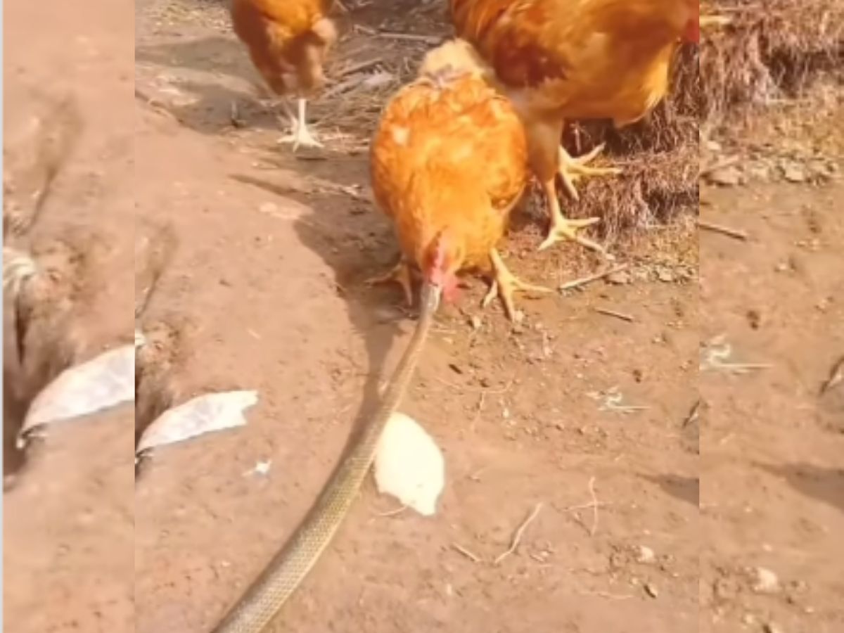 Snake Video king cobra caught hen watch Snake Video सांप ने मुर्गी
