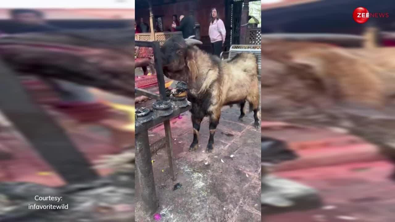Video of goat burning alive in fire went viral आखिर क्यों आग में