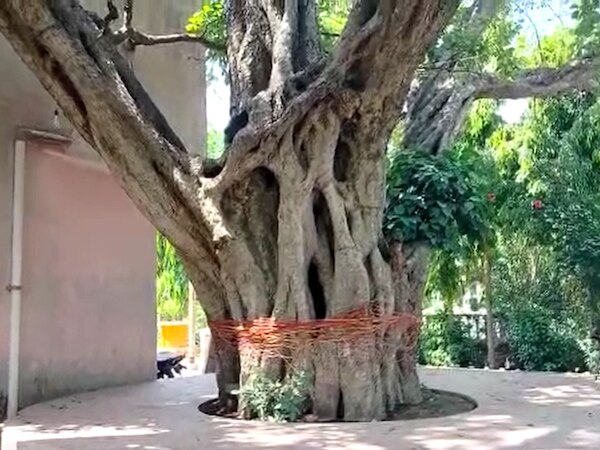 sambhal 5000 years old kadamb tree devotees come from far and wide to ...