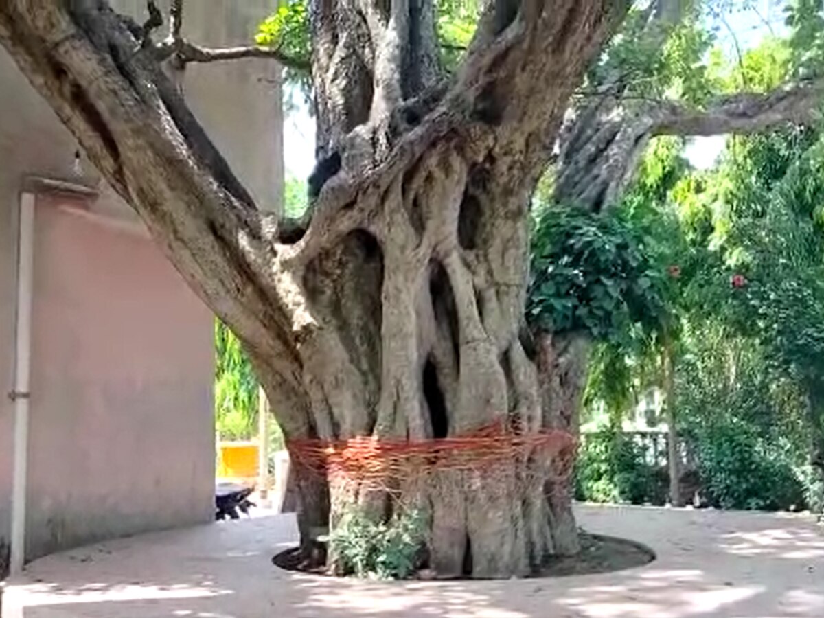 Sambhal: संभल के इस 5 हजार साल पुराने पेड़ की परिकृमा से होती है संतान प्राप्ति, पूजा करने दूर-दूर से आते हैं श्रद्धालु