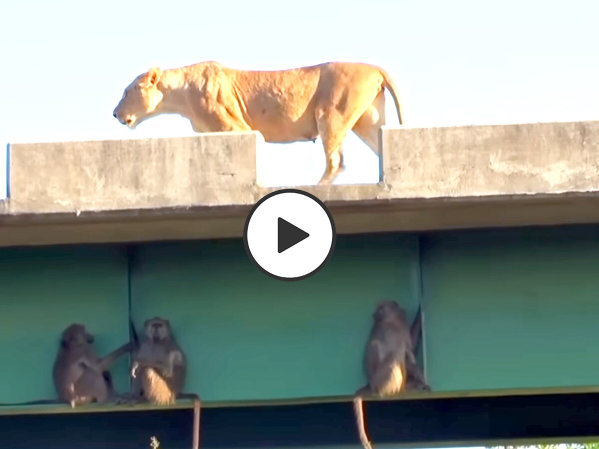 अचानक ब्रिज पर आ गया शेर का पूरा परिवार, मौत को सामने देखकर लंगूरों ने किया ऐसा; देखें Video