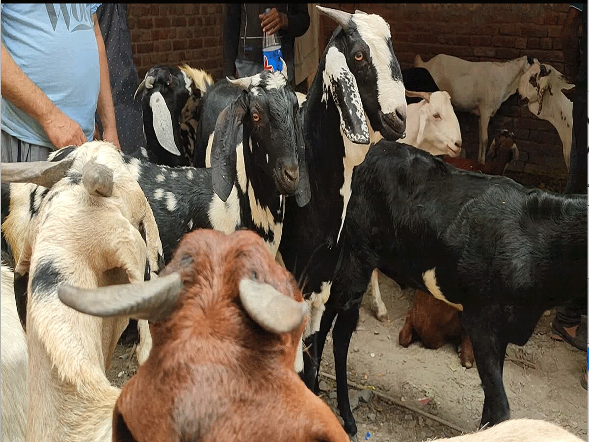 Bakrid 2023: 29 जून को मनाया जाएगा बकरीद का त्यौहार, जानें कुर्बानी का महत्व और नियम