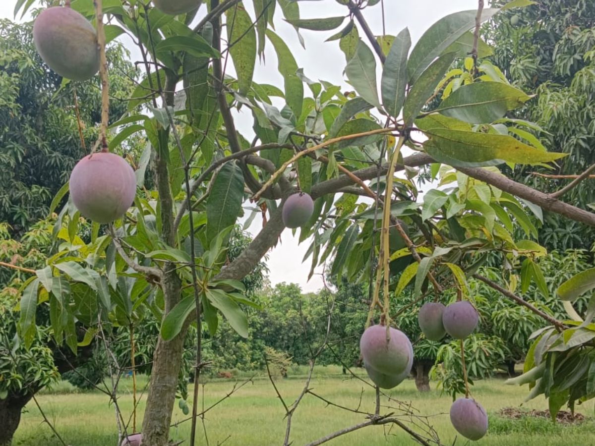 Barabanki mangoes being sold in New Zealand and Japan more than 50
