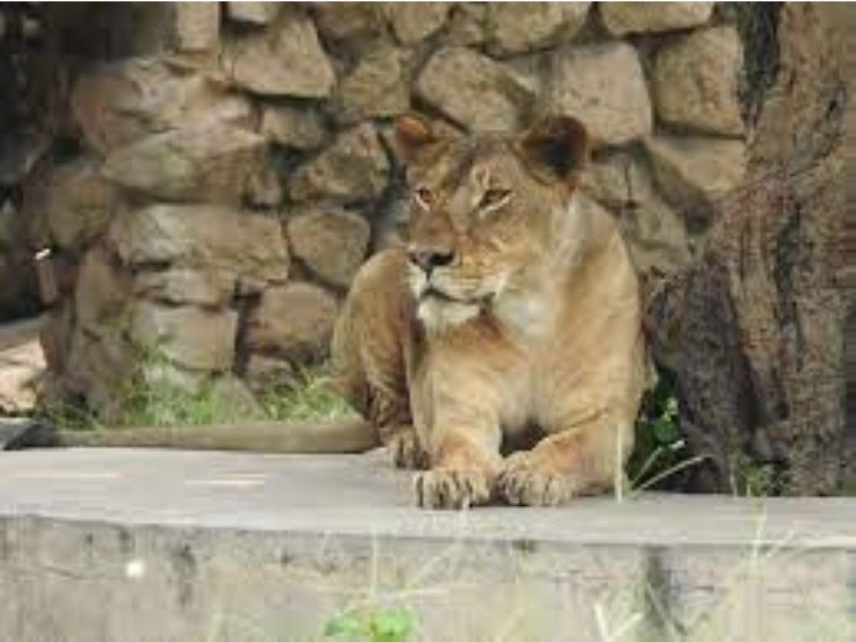 Lucknow Zoo:लखनऊ चिड़ियाघर में अंतिम सांसें गिन रहा बब्बर शेर, जिंदगी बचाने को शेरनी का ये कदम दिल को छू गया