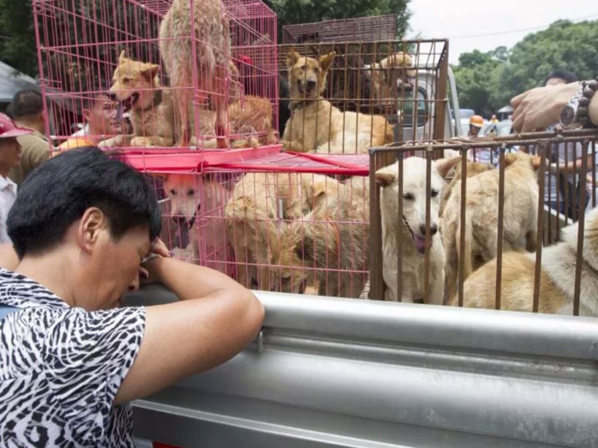 China Dog Meat Festival: इस देश में आई कुत्तों की शामत, डॉग मीट फेस्ट में टॉर्चर कर उतार रहे मौत के घाट