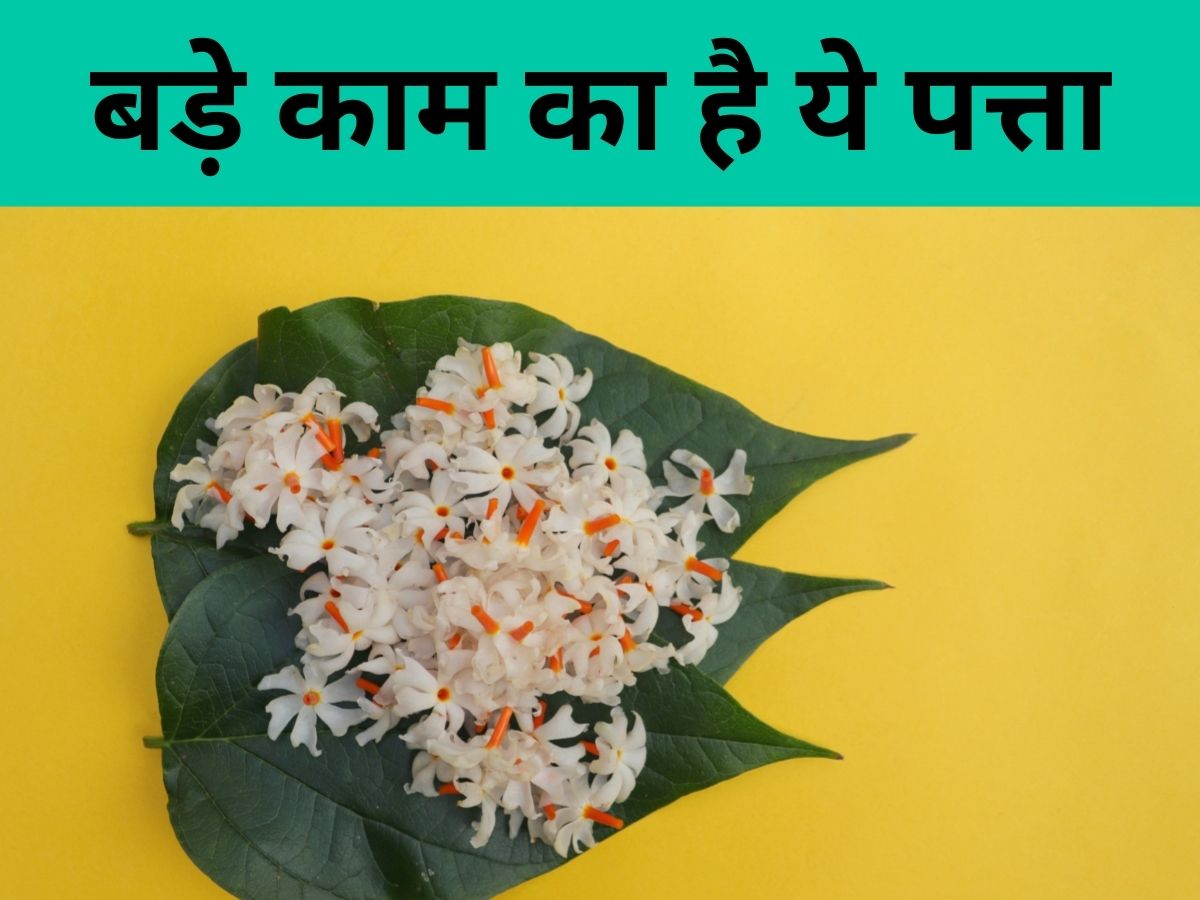 Jasmine Flower Meaning In Hindi Best Flower Site