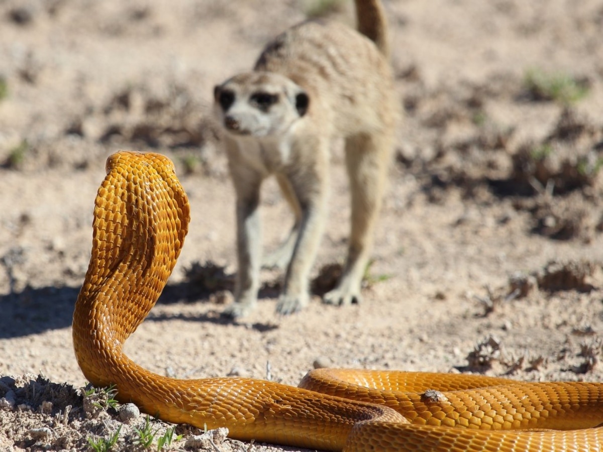 Meerkat animal Can kill king cobra snake latest fight video | Meerkats ...