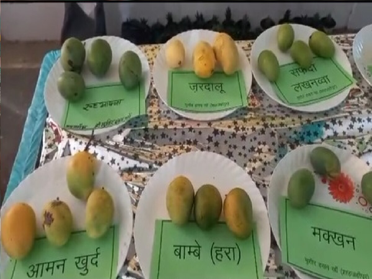 Barabanki world famous mangoes grow in country An exhibition of mangoes