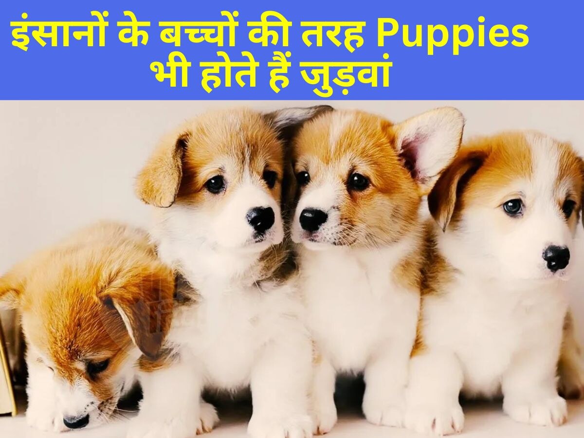 GK: इंसान के बच्चों की तरह Puppies भी होते हैं जुड़वां, जानवरों के बारे में जानिए ये दिलचस्प बातें