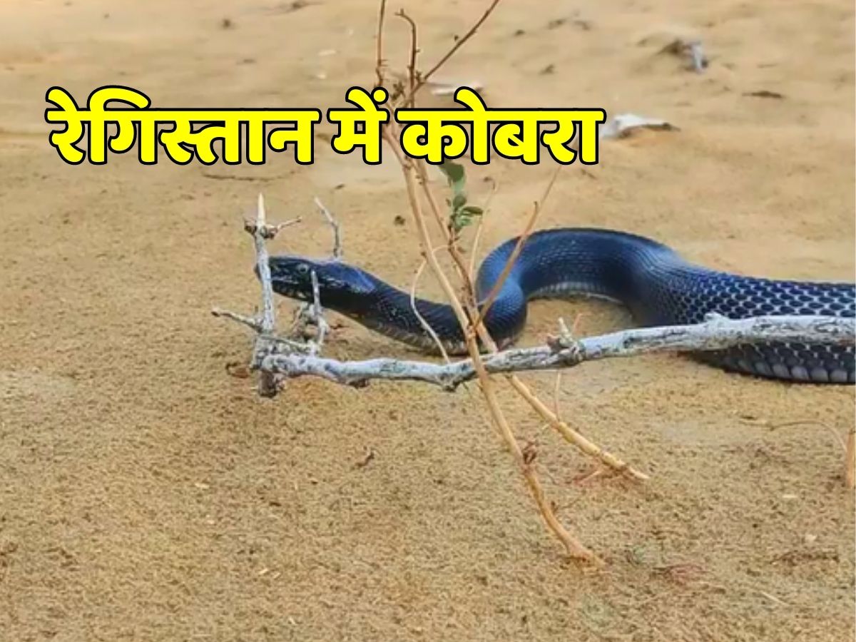 King Cobra in desert of Rajasthan people in awe after seeing fearless ...