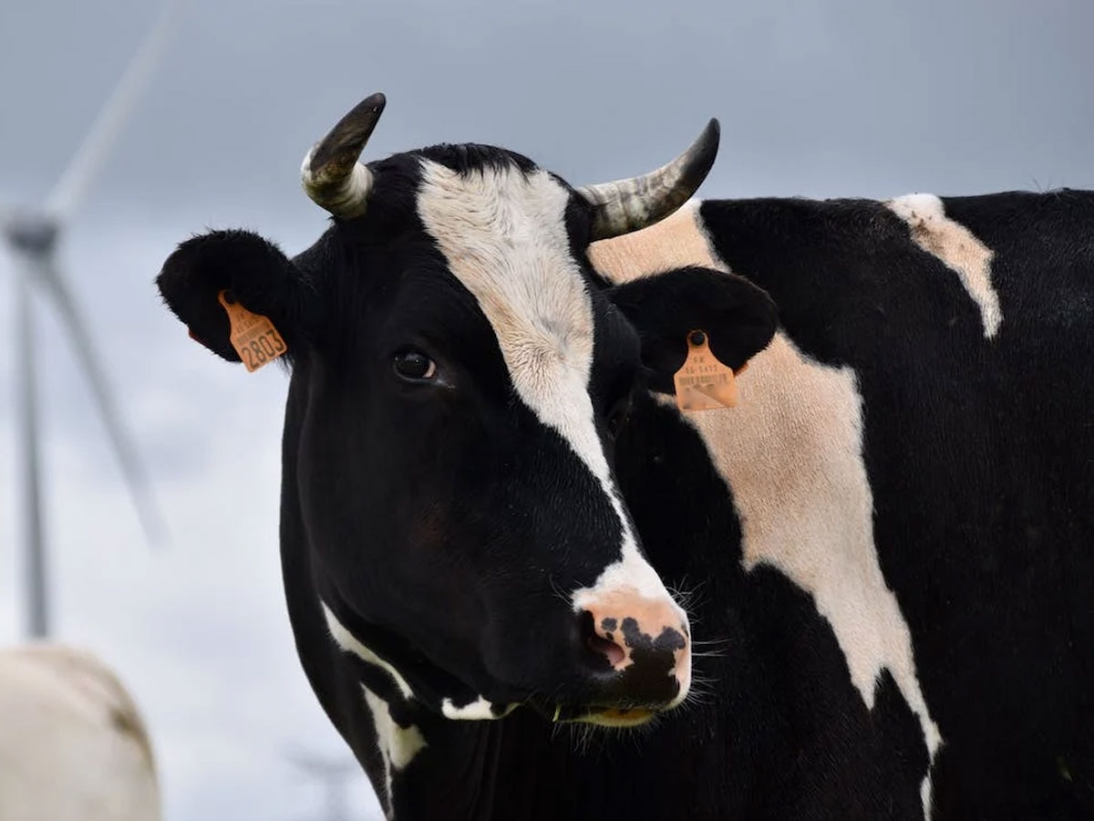 Cow Research: म्यूजिक सुनाने पर गाय-भैंस देती हैं ज्यादा दूध, NDRI की रिसर्च में बड़ा दावा