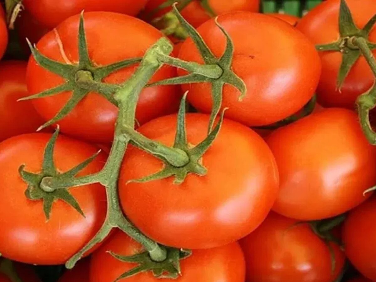 Tomato Rate: टमाटर के दामों में आया भारी उछाल, 80 से 120 रुपये किलो बिक रहा टमाटर 