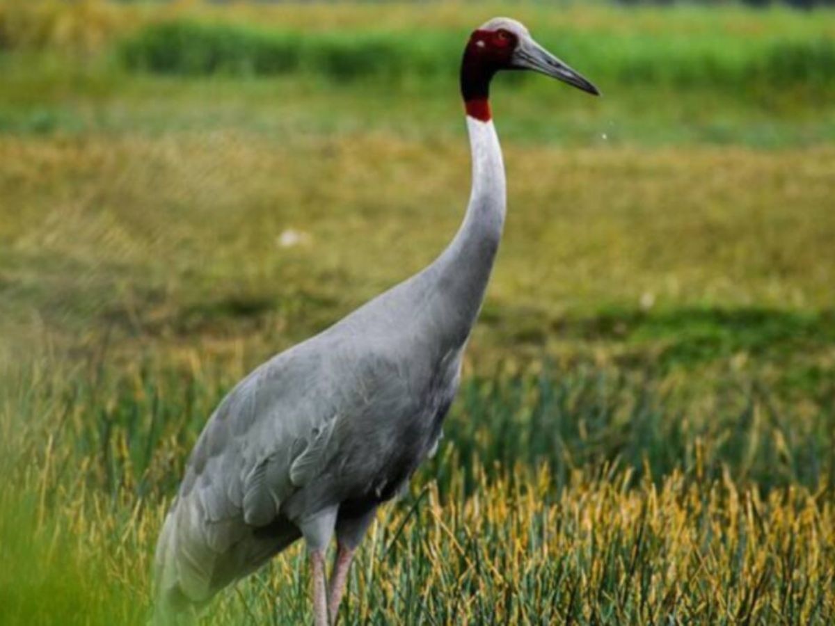 Sarus Crane (File Photo)