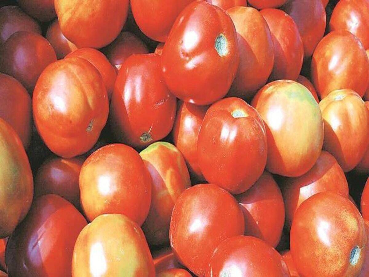 Tomato Price: अभी और &#039;लाल&#039; होंगे टमाटर, जानिए क्यों बढ़ रहे दाम