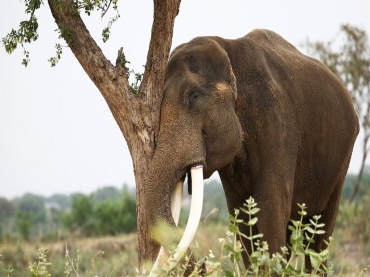 Elephant Tusks କାହିଁକି ଏତେ ମହଙ୍ଗା ହାତୀ ଦାନ୍ତ? ଜାଣନ୍ତୁ ଏଥିରୁ କ'ଣ ହୋଇଥାଏ