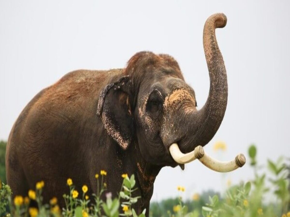 Elephant Tusks କାହିଁକି ଏତେ ମହଙ୍ଗା ହାତୀ ଦାନ୍ତ? ଜାଣନ୍ତୁ ଏଥିରୁ କ'ଣ ହୋଇଥାଏ