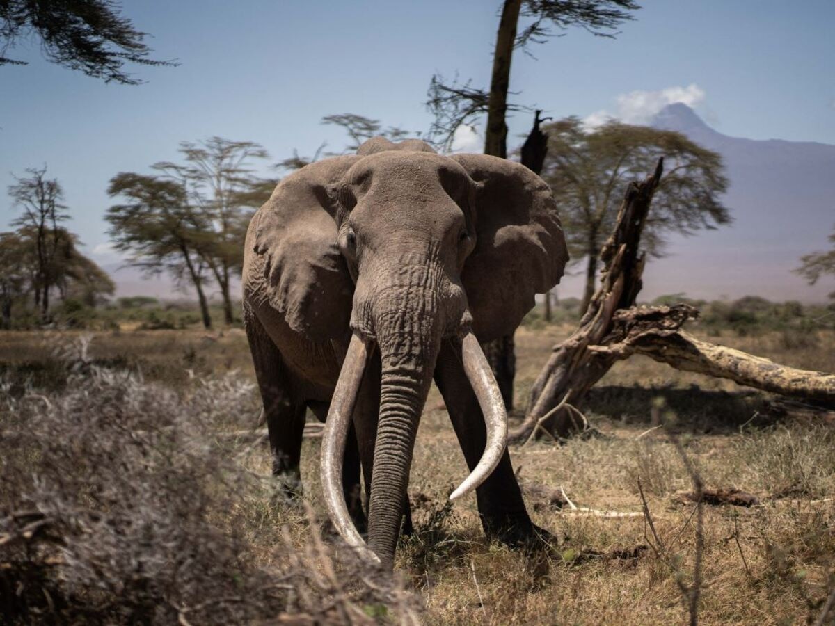 Elephant Tusks କାହିଁକି ଏତେ ମହଙ୍ଗା ହାତୀ ଦାନ୍ତ? ଜାଣନ୍ତୁ ଏଥିରୁ କ'ଣ ହୋଇଥାଏ