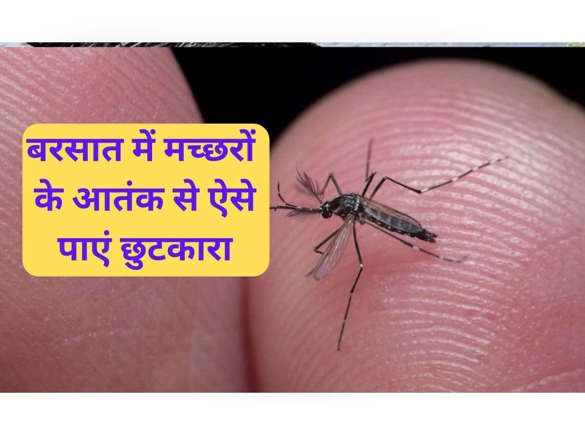 Mosquito Prevention Tips: बरसात में नजर नहीं आएगा एक भी मच्छर, बस अपना लें ये 5 अचूक उपाय; खर्च आएगा केवल 10 रुपये