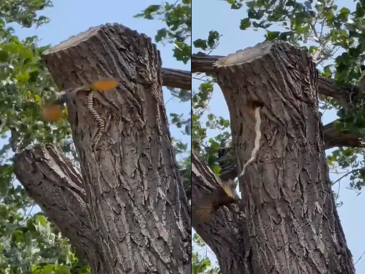 Snake Bird Fight Video: चिड़िया के बच्चे खाने के लिए घोसले में घुस गया खतरनाक सांप, अंदर बैठे बच्चों को बचाने के लिए Snake से भिड़ा पक्षी फिर...