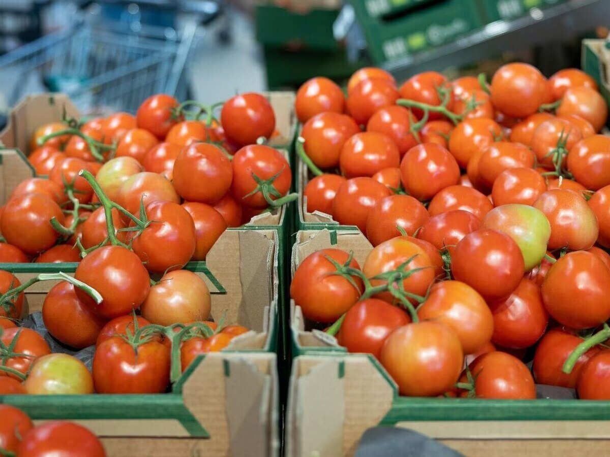 Tomato Price: ଟମାଟୋକୁ ନେଇ ଆସିଲା ଖୁସି ଖବର, ଖୁବ ଶୀଘ୍ର ଖସିବ ଦର
