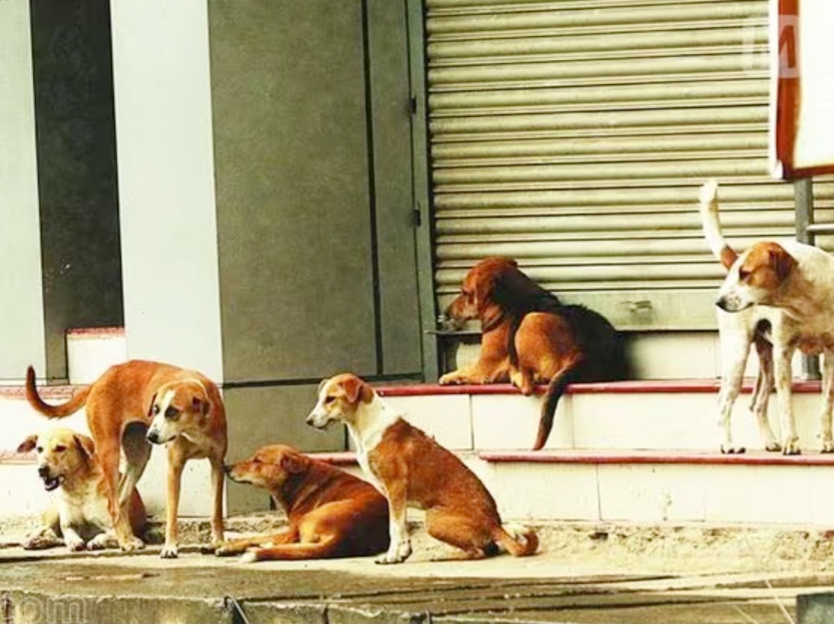आवारा कुत्तों के आतंक पर लगेगी लगाम, नया कानून लाने की तैयारी में मोदी सरकार  