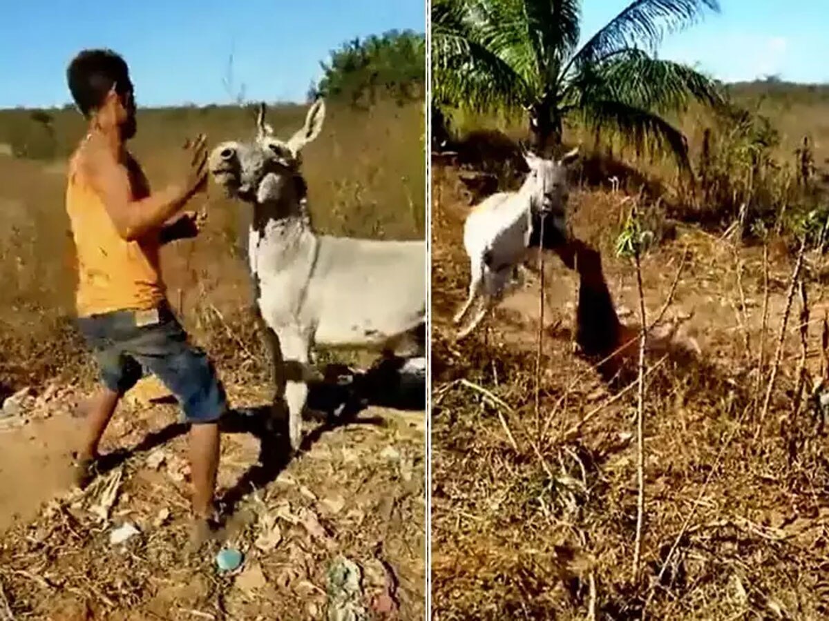 Video: मालिक की बेरहमी बर्दाश्त न कर सका गधा, लिया इतना खतरनाक बदला, जिंदगी भर रहेगा याद