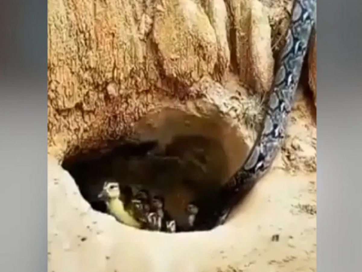 Shocking: A big python attacks ducks, then the mother duck saves her ...