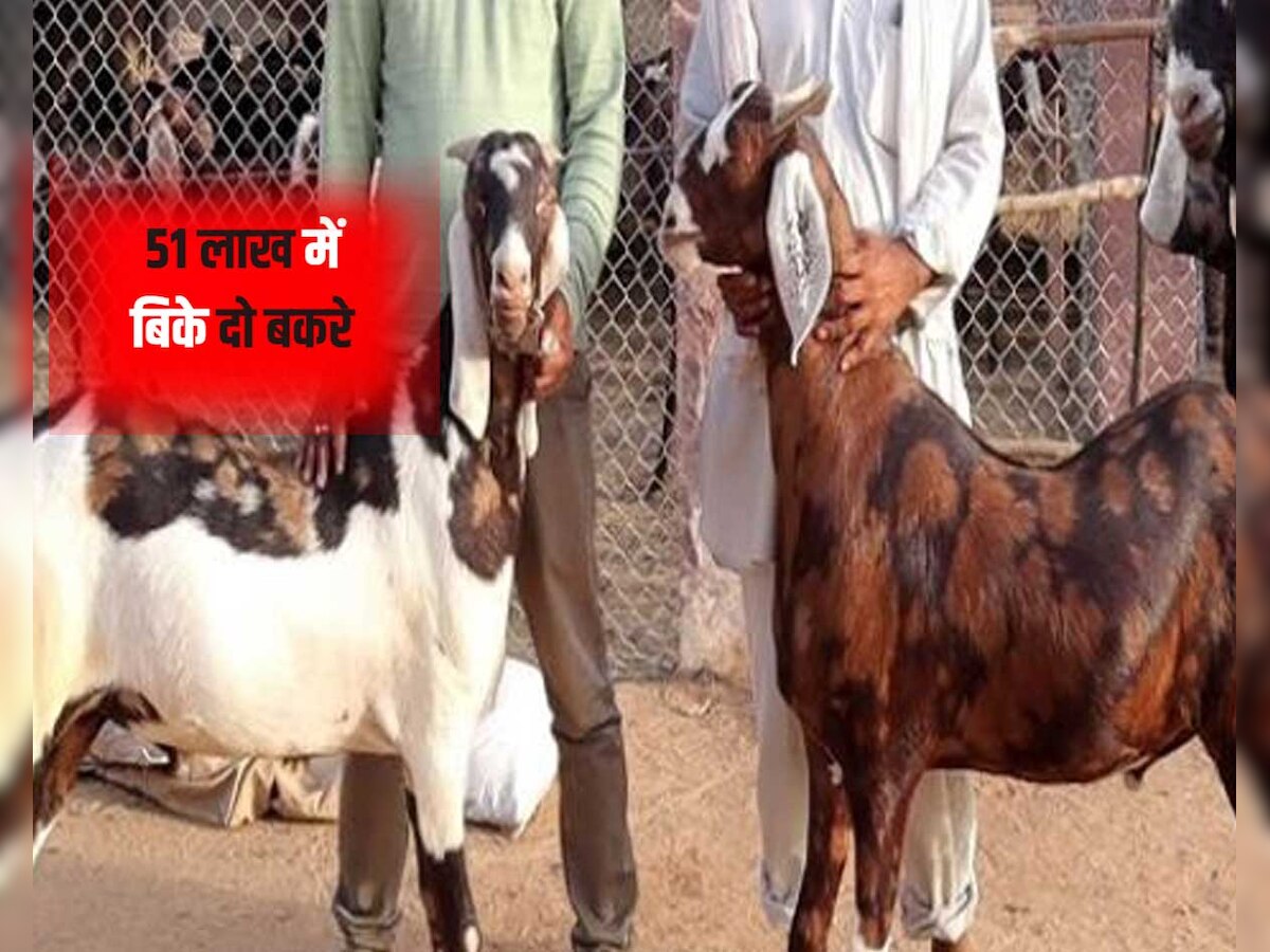 Bakri Eid: 51 लाख में बिके दो बकरे, इस राजस्थानी बकरे पर लिखा है 'अल्लाह', ये है इनकी खासियत 