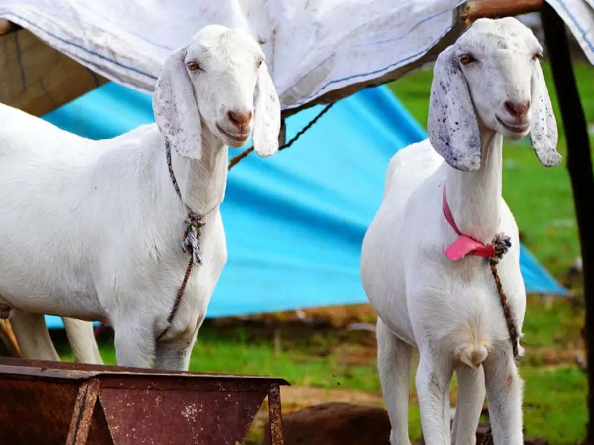 पाकिस्तान में कुर्बानी के जानवरों से फैल रहा आतंकवाद! सरकार ने लगा दी इस चीज पर पाबंदी