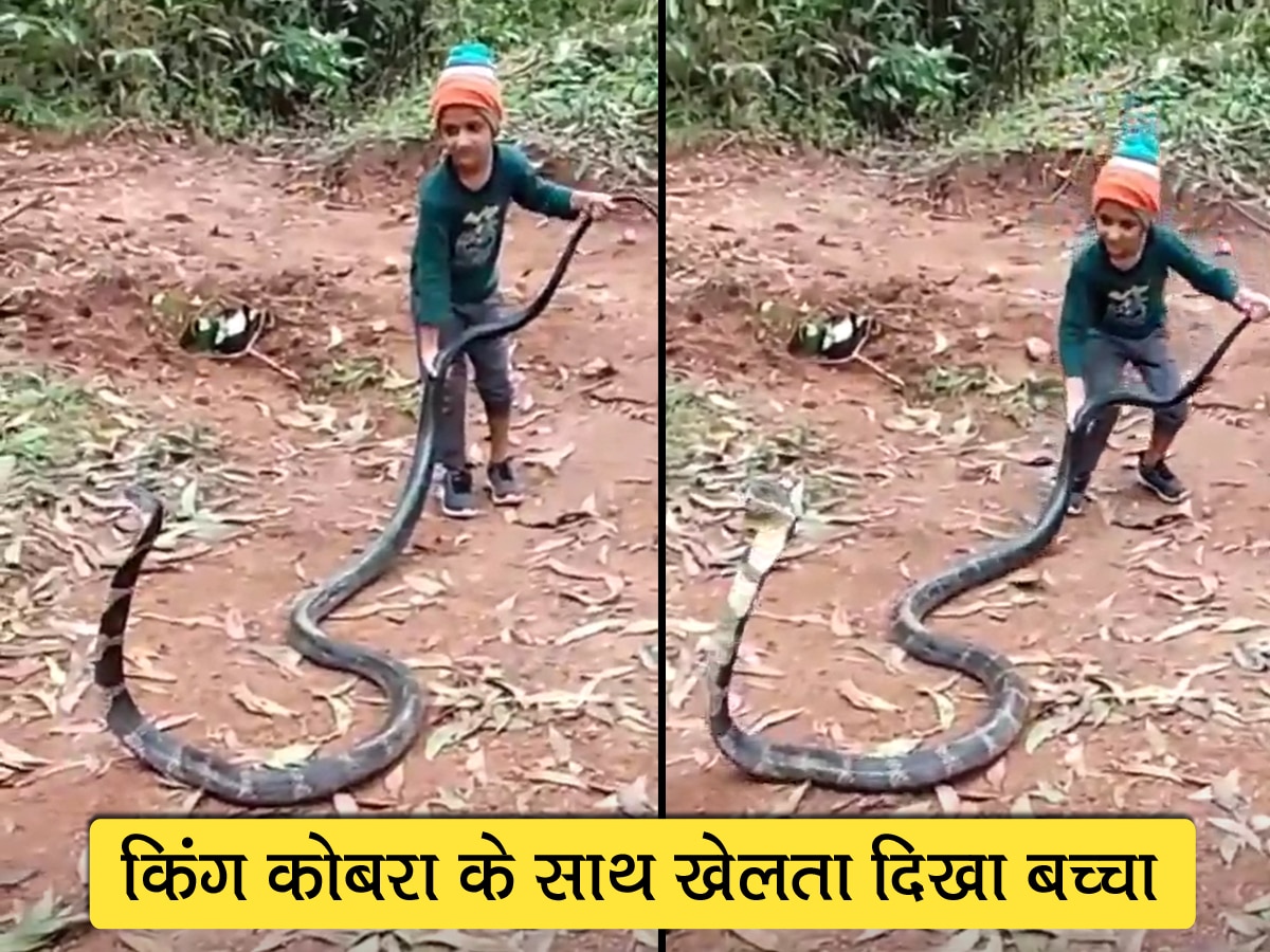 King Cobra: 6 साल के छोटे बच्चे ने खिलौने की तरह पकड़ लिया किंग कोबरा, Video में देखें फिर क्या हुआ