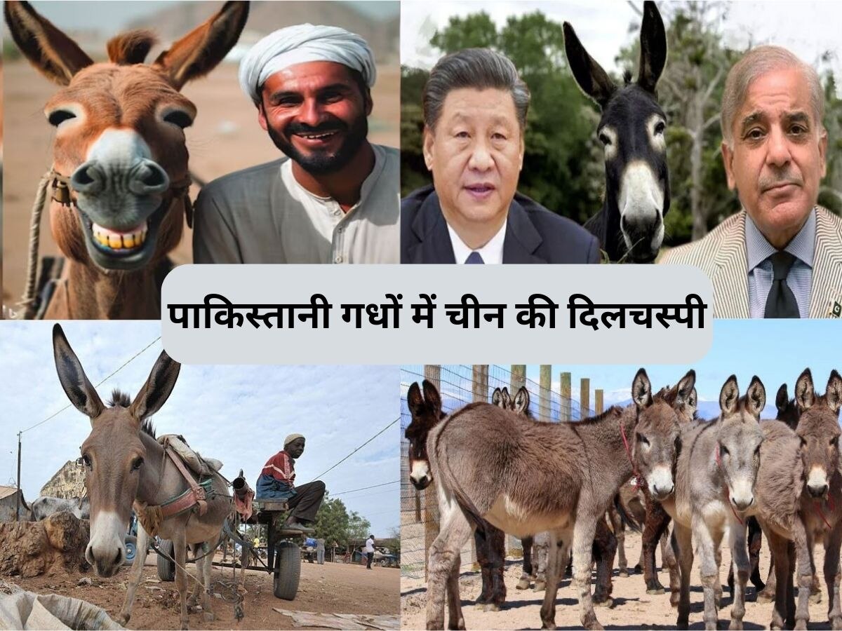 Pakistan China Relation: पाकिस्तानी गधों के लिए चीन की ऐसी बेताबी, भला क्यों?