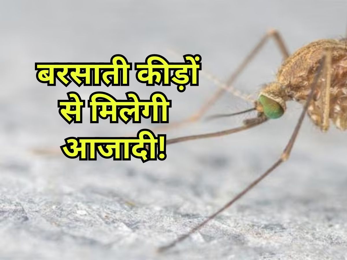 get rid of moths At Home Repel and Prevent Tips moths around lights