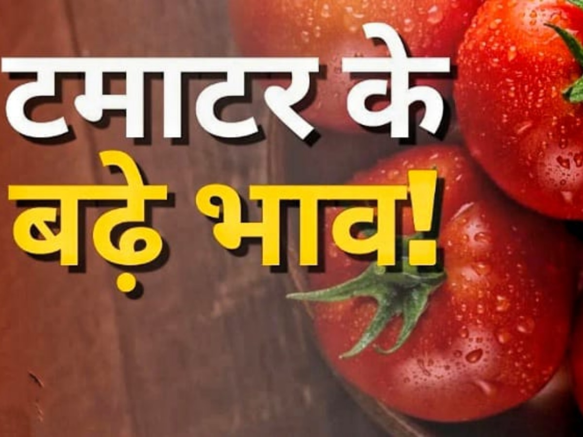 Latest Vegetable Price In Jaipur Muhana Mandi Tomato Price Has Gone Up Five Time In A Week 0096