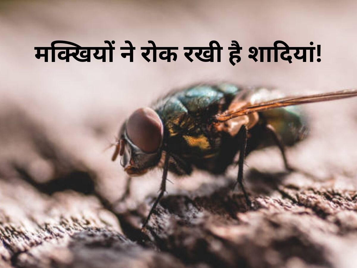 House Flies: देश के इस गांव में मक्खियों के चलते नहीं हो रही लड़कों की शादी, कारण सुनेंगे..यकीन नहीं होगा!