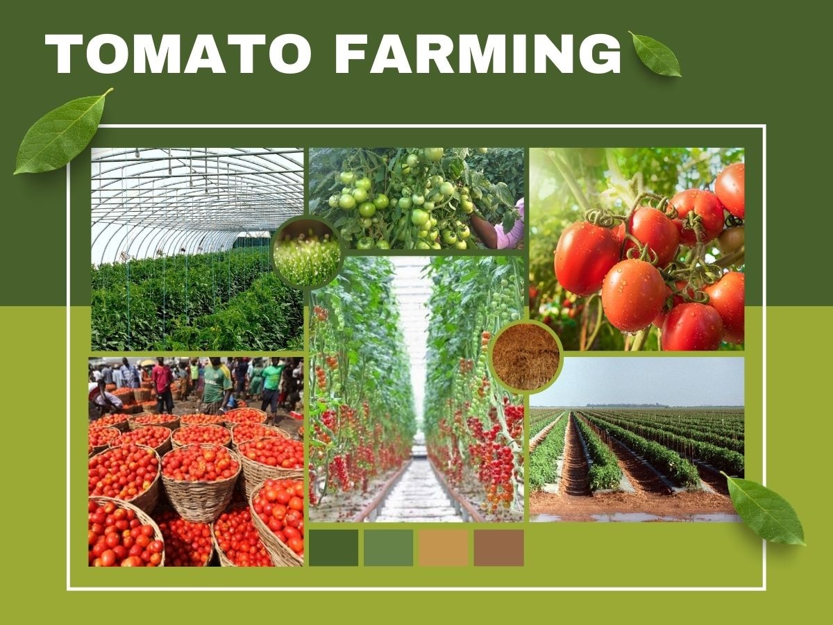 Tomato Farming: आसमान छू रहे इस सब्जी के भाव, आप कम लागत में खेती करके करें लाखों की कमाई