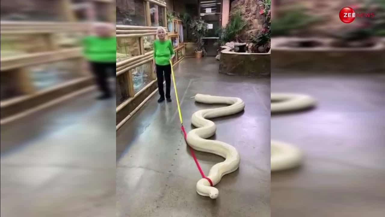 A 93 year old aunty mistook 20 foot white python for cat then left the ...