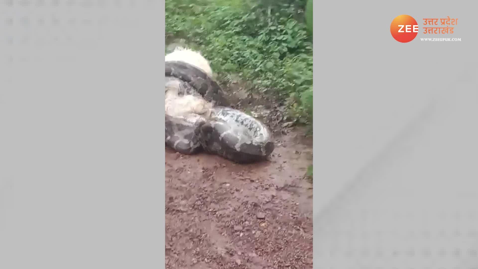 Python attempts to swallow goat at karnataka video viral on social ...