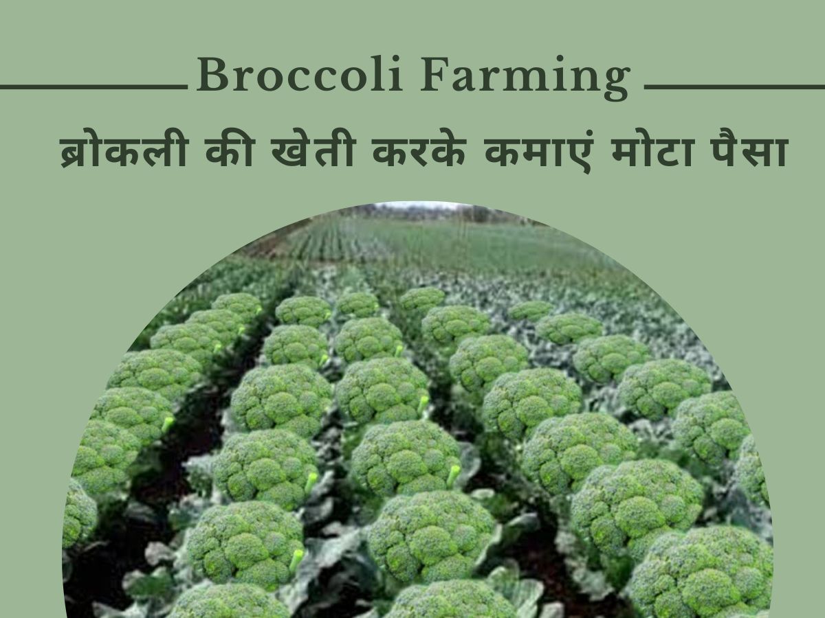 Business Idea strong demand for foreign vegetable farmers earning big