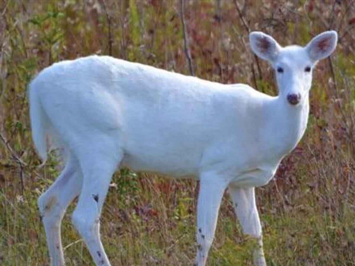 White deer: अब भोपाल में दिखाई देंगे सफेद हिरण! जल्द वन विहार नेशनल पार्क में दीदार करेंगे पर्यटक