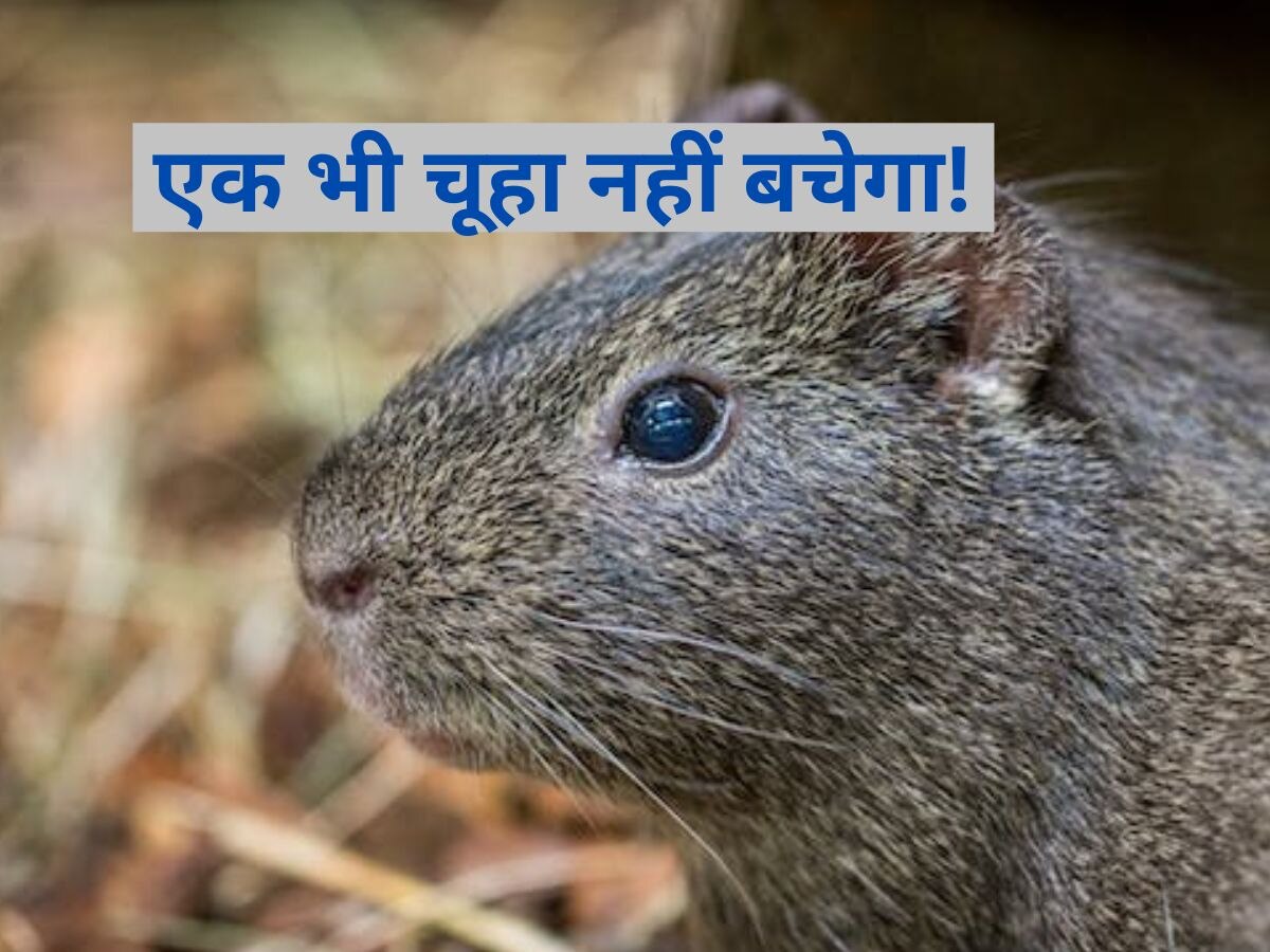 Rat: चूहों से परेशान हुआ ये देश, समूल विनाश का हुआ फैसला..सामने आया चौंकाने वाला कारण