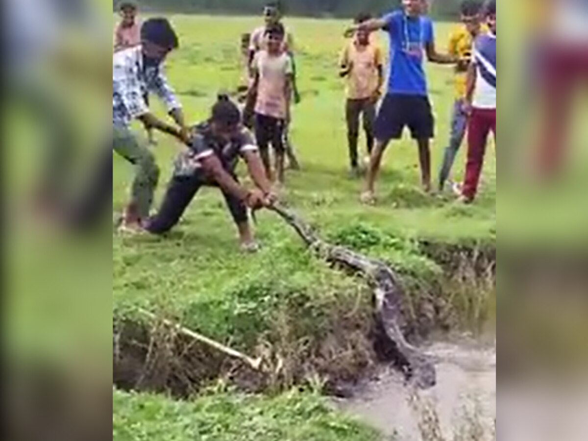 Indian Python's Fighting Snake Video Python entering pond youth caught tail Bahraich | Snake ...