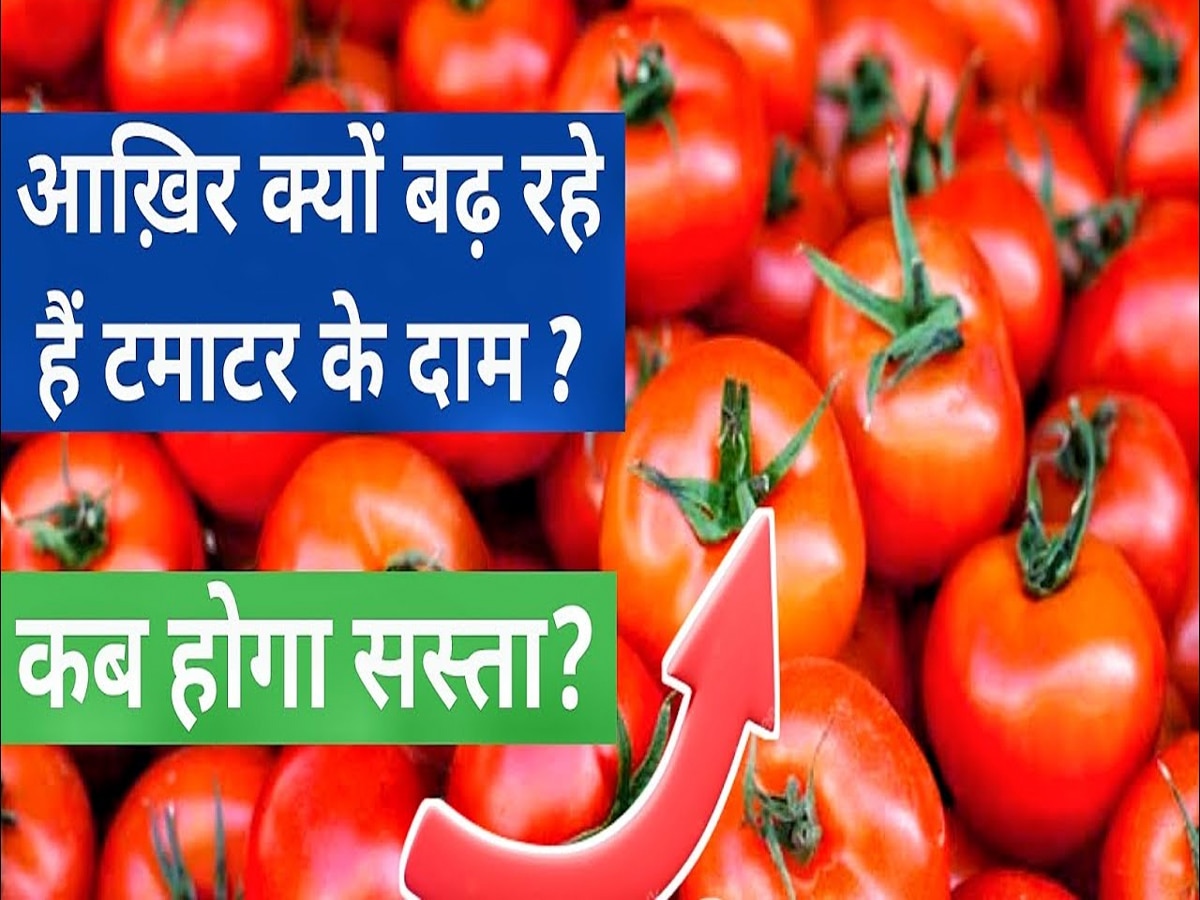 Tomato Rate: टमाटर की कीमत में क्यों लगी आग, कब नीचे आएंगे दाम? जानें मन में उठ रहे हर सवाल का जवाब