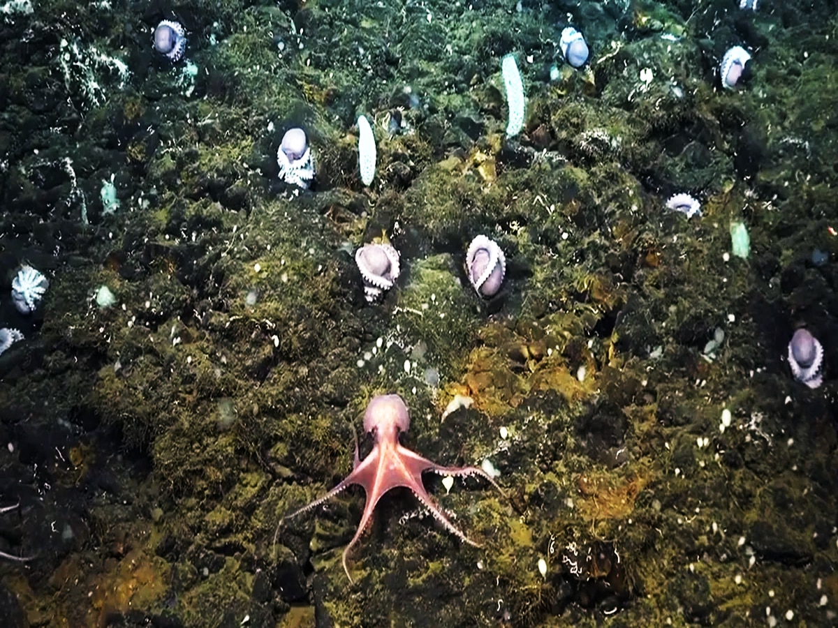 Octopus Nursery: गहरे समुद्र में पनप रही अनगिनत ऑक्टोपस की नर्सरी, अजीब नजारा देख साइंटिस्ट चकराए, देखें वीडियो