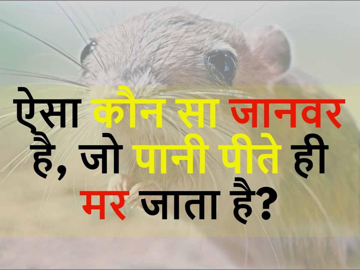 Quiz: ऐसा कौन सा जानवर है, जो पानी पीते ही मर जाता है?