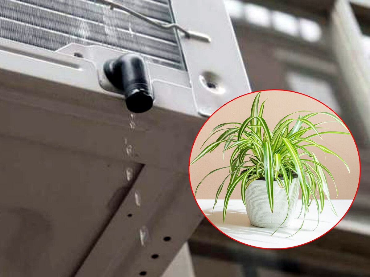Can you put air conditioner water in plants or not know the answer here